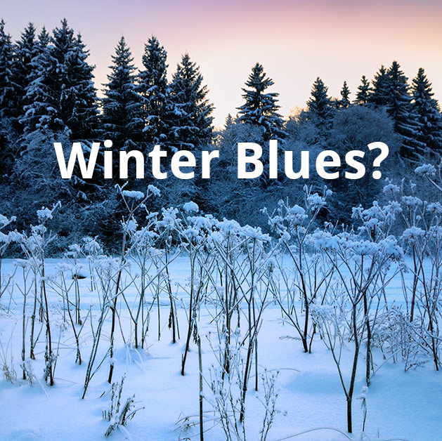 winter blues trees