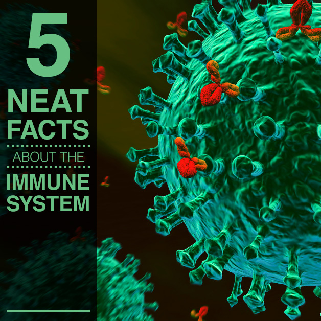 5 neat facts about the immune system